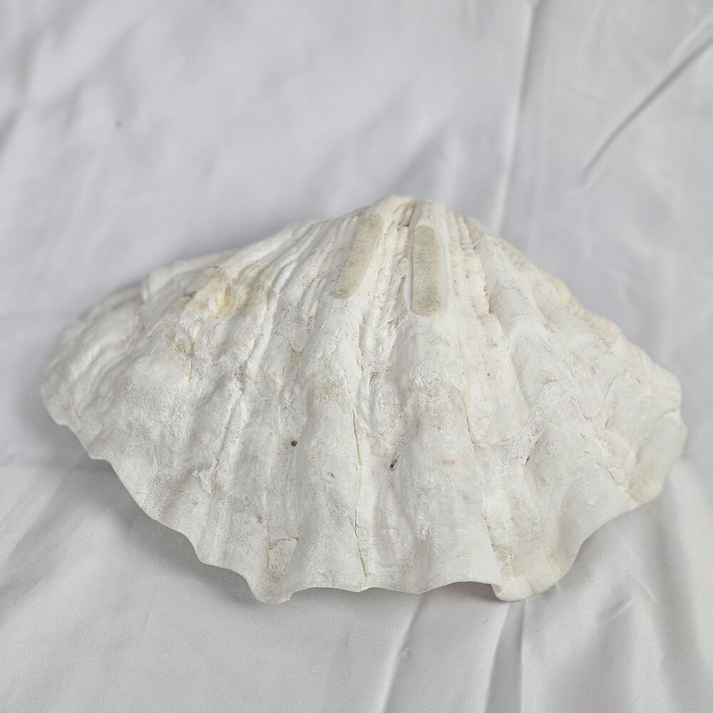 Genuine Ocean GIANT Clam Shell Tridacna Gigas 10.5x7